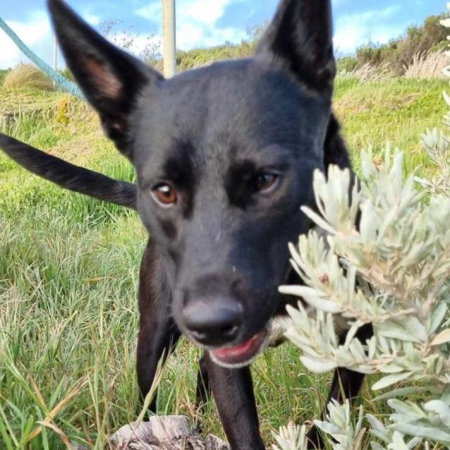 Photo of Running Postman 