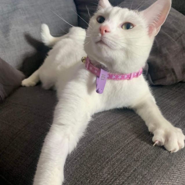 Photo of 🌸Petal🌸