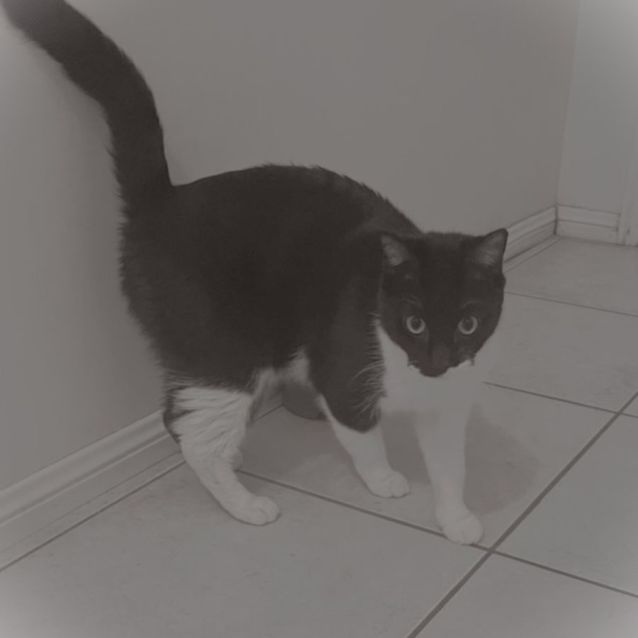 Photo of Magnolia