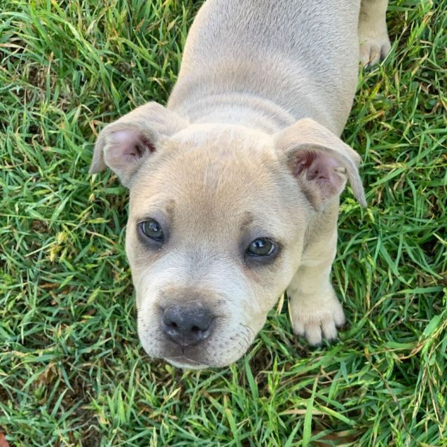 Photo of Lily 🐶🩶🐶🩷