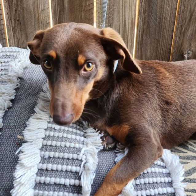 Photo of Rusty