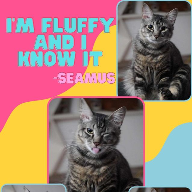 Photo of Seamus O'malley