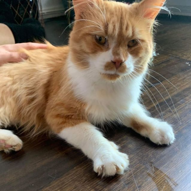 Photo of Cheddar 🧀🧡