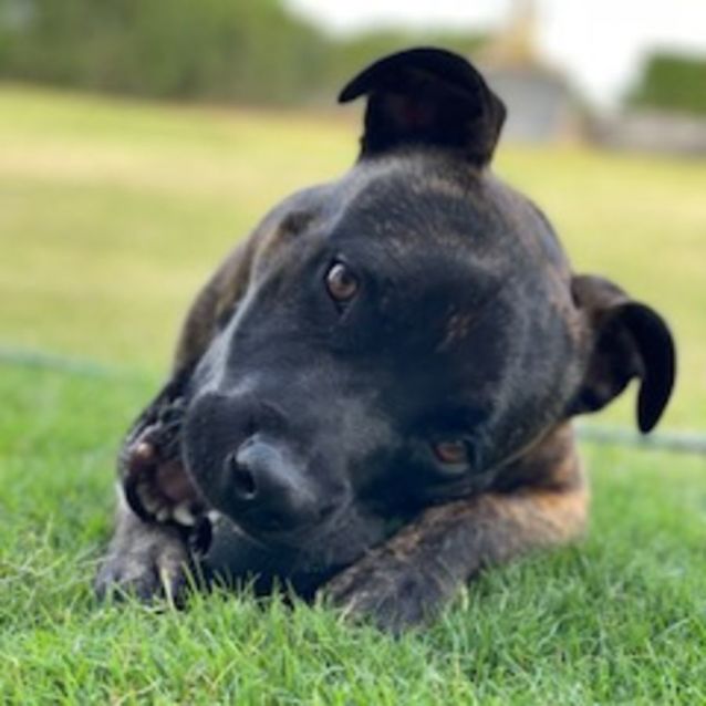 Photo of Boss