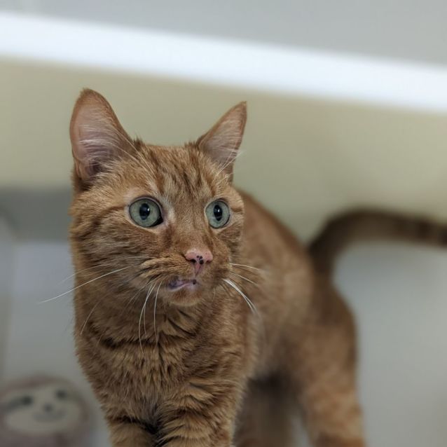 Photo of 🥨 Howie F02665 🥨