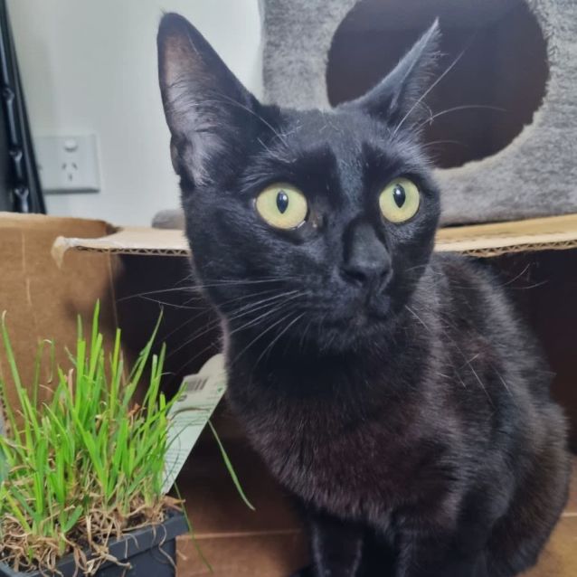 Photo of Peanut