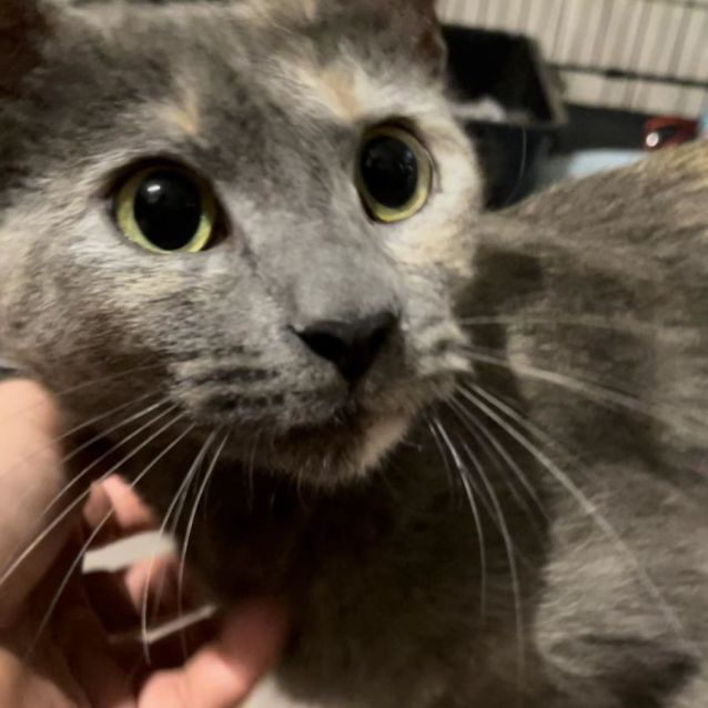 Photo of Celeste