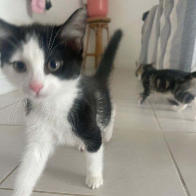 Photo of Henry Meet Me At Petstock Hastings Store 