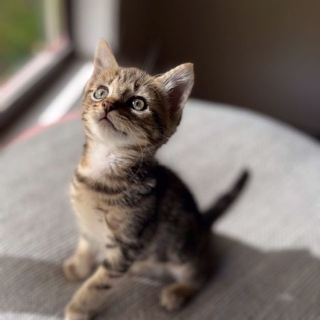 Photo of Noah   Available 22/12 In Preston