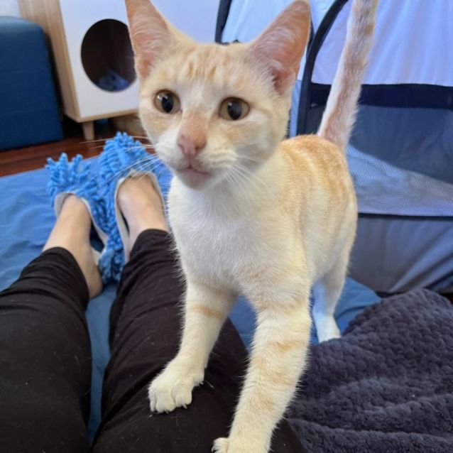 Photo of Sahara