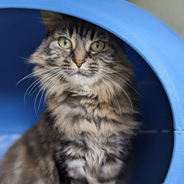 Photo of ⭐ Kia F02641 ⭐