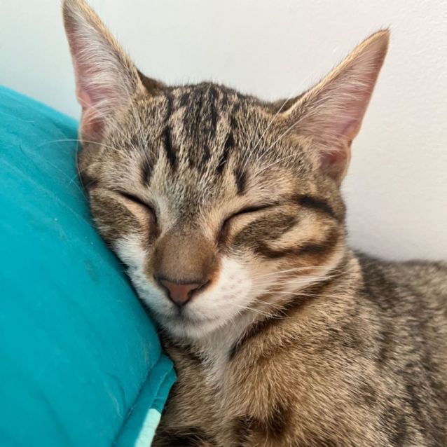 Photo of Cheetah *9 Lives Project Rescue*