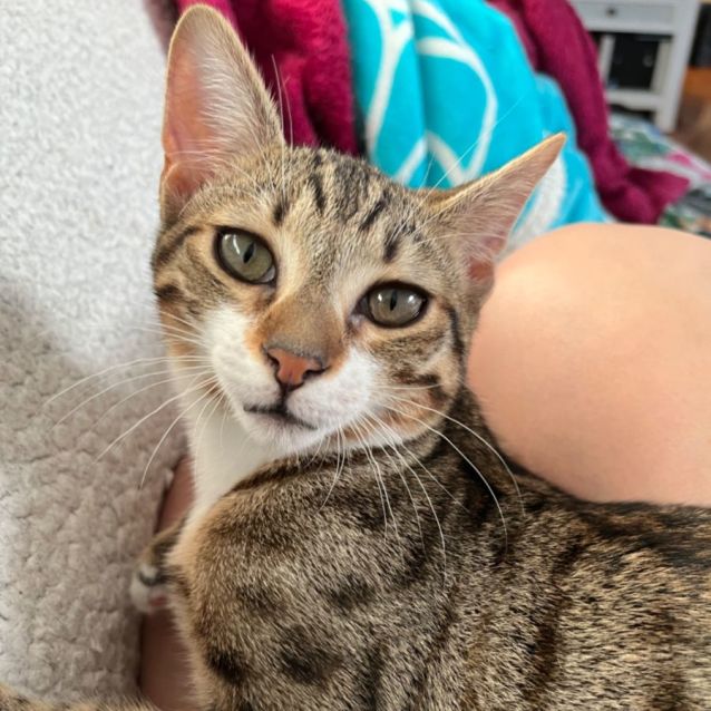 Photo of Cheetah *9 Lives Project Rescue*