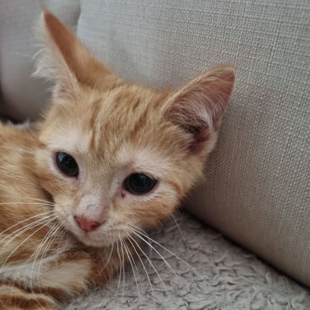 Photo of Crumb ** 2nd Chance Cat Rescue**