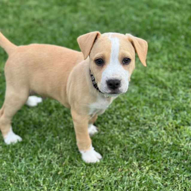 Chip Medium Male Bull Arab x Staffy Dog in VIC PetRescue