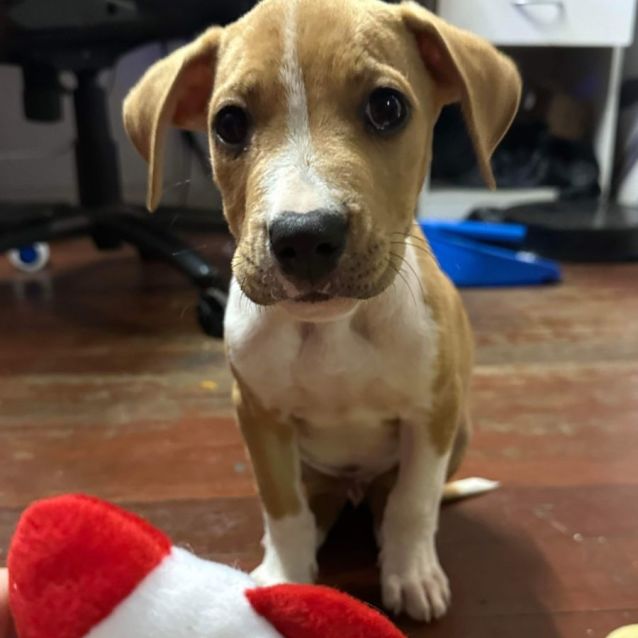 Photo of Comet 