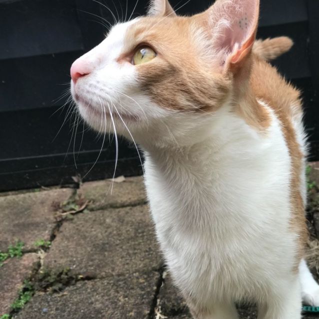 Photo of Brandy **2nd Chance Cat Rescue**