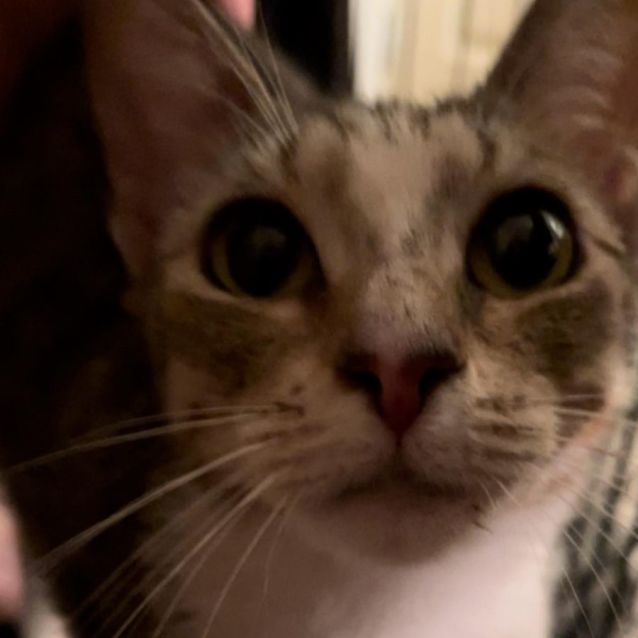 Photo of Freckles