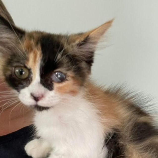 Photo of Calypso