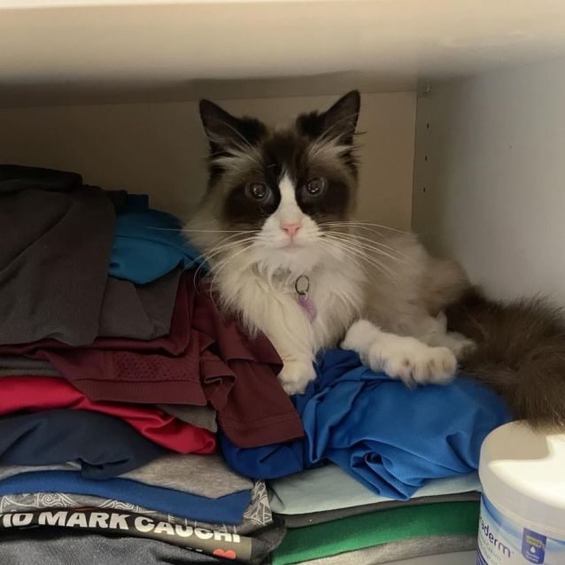 Photo of Misti   Ragdoll