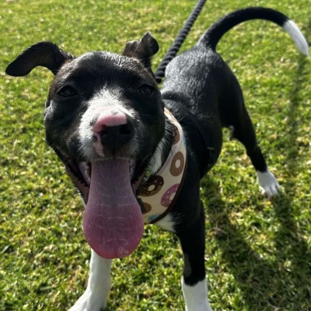 Photo of Luna Lovegood 