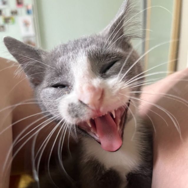 Photo of Waffle