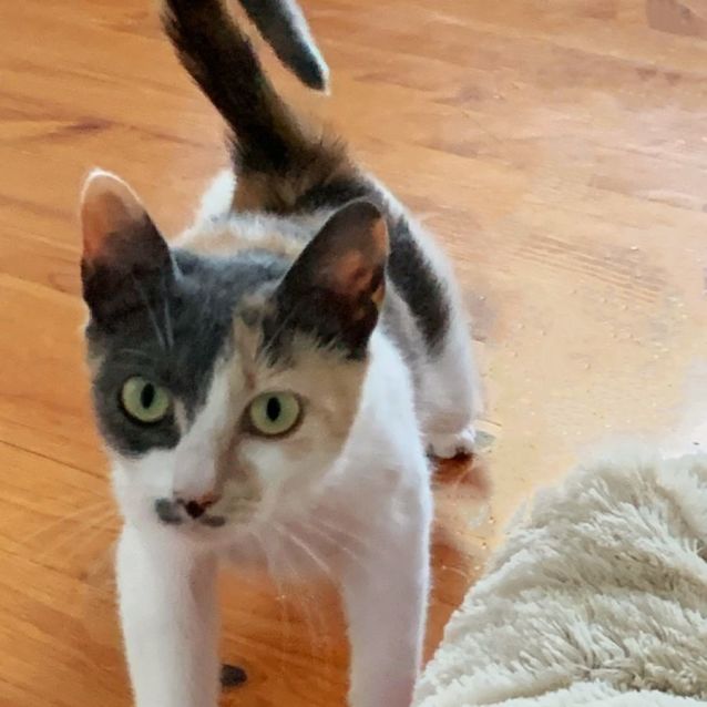 Photo of India ^^Dandy Cat Rescue^^