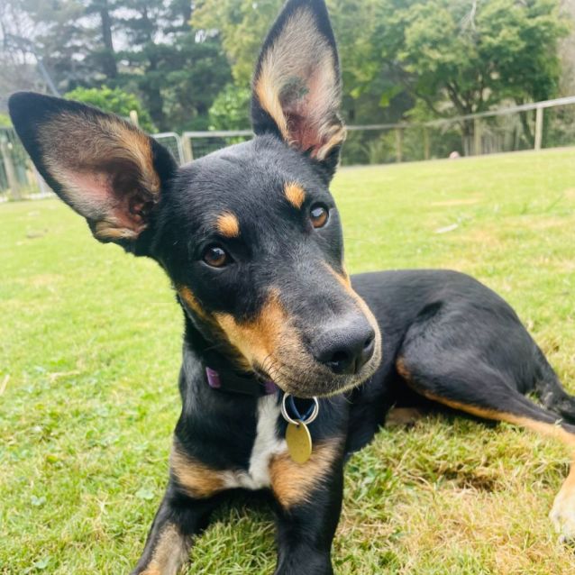 Photo of Kangaroobie
