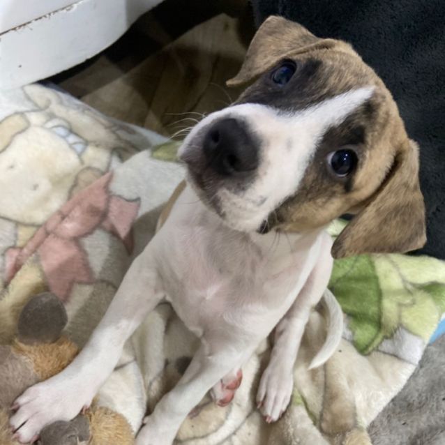 Photo of Daphne 