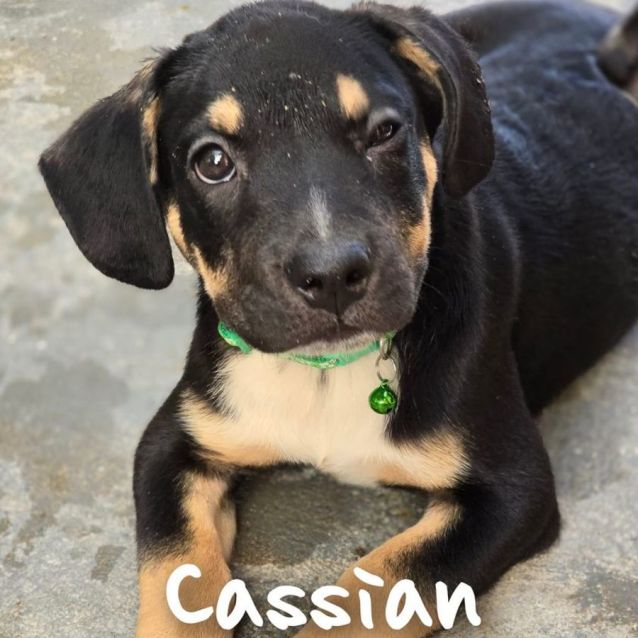Photo of Cassian