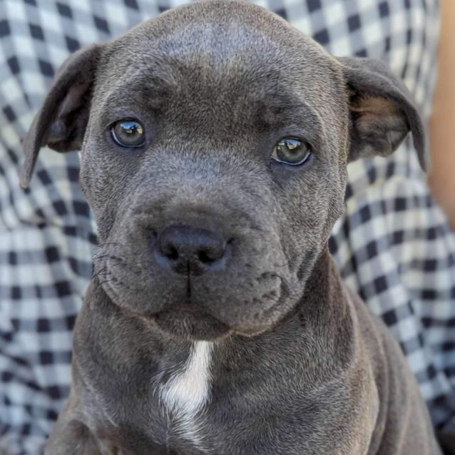 Photo of Blue