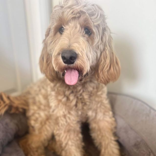 Photo of Poppy 🩷🎀