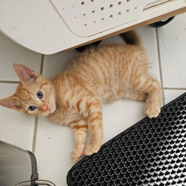 Photo of Bertum **2nd Chance Cat Rescue**