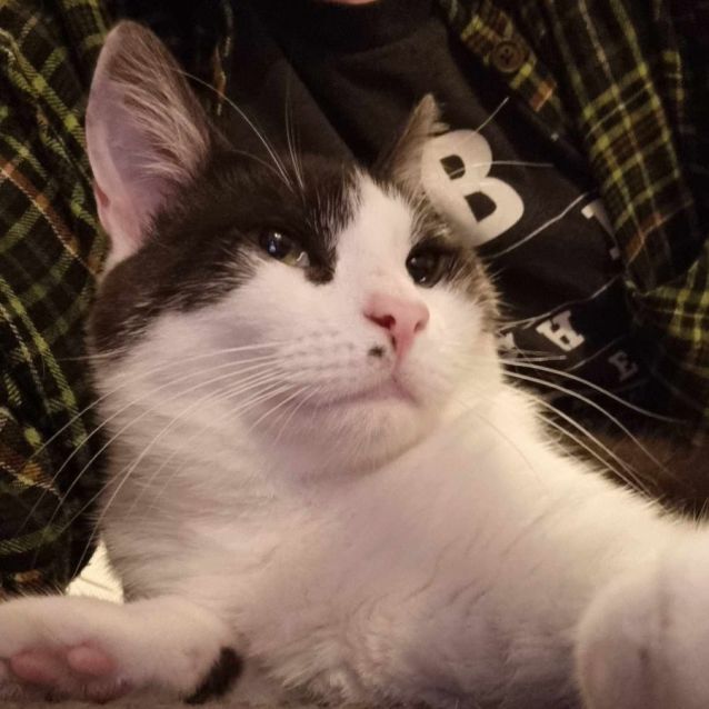 Photo of Apollo   Located In Preston