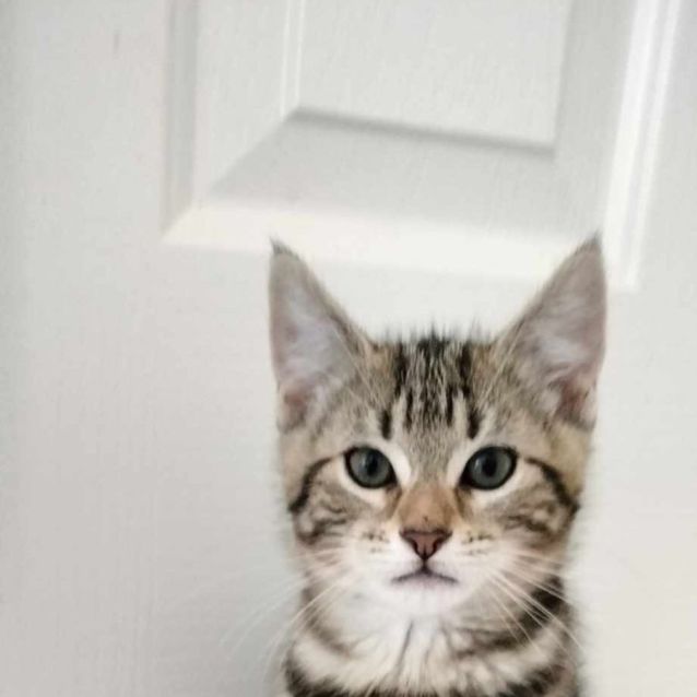 Photo of Fireball Meet Me@Petstock Hastings Store