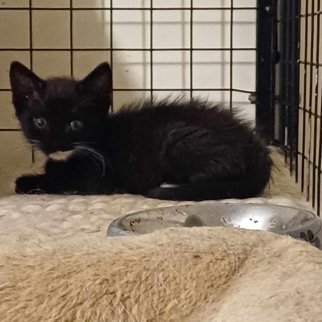 Photo of Trim ** 2nd Chance Cat Rescue**