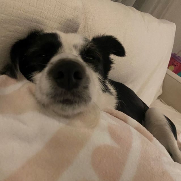 Photo of Checkers