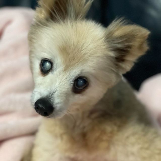Photo of Boo