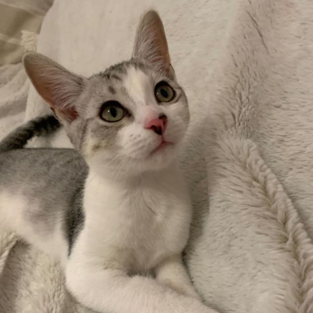 Photo of Ziggi