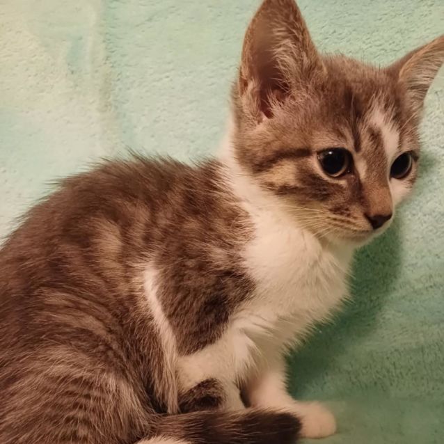 Photo of Autumn **2nd Chance Cat Rescue**