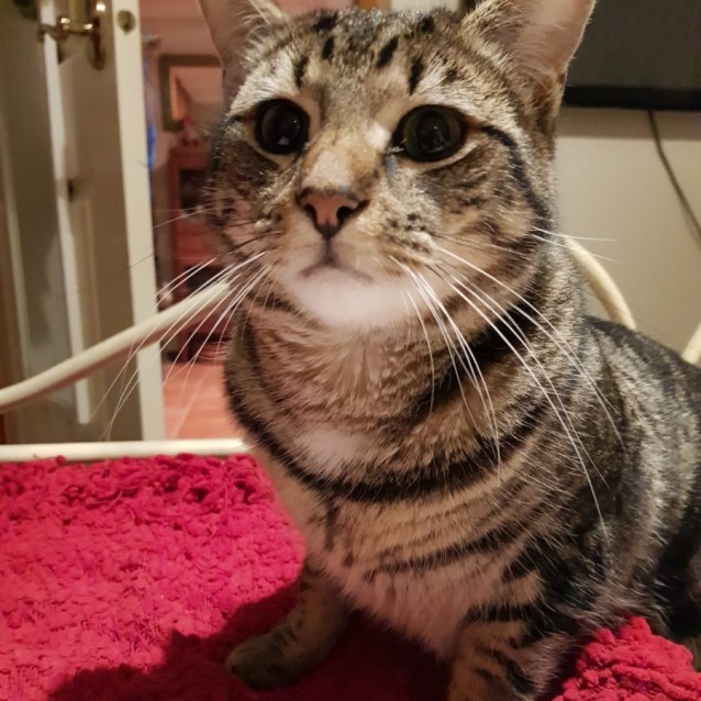 Photo of Sir Lancelot 