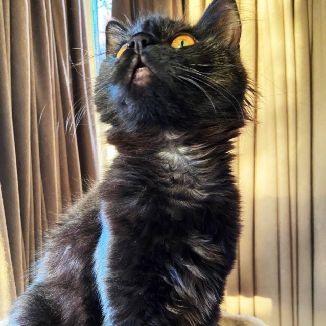 Photo of Bibi ^^Dandy Cat Rescue^^