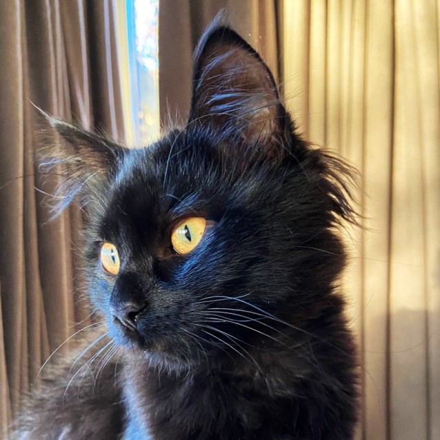 Photo of Bibi ^^Dandy Cat Rescue^^