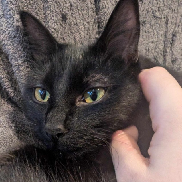 Photo of Meelo (Located In Cheltenham)