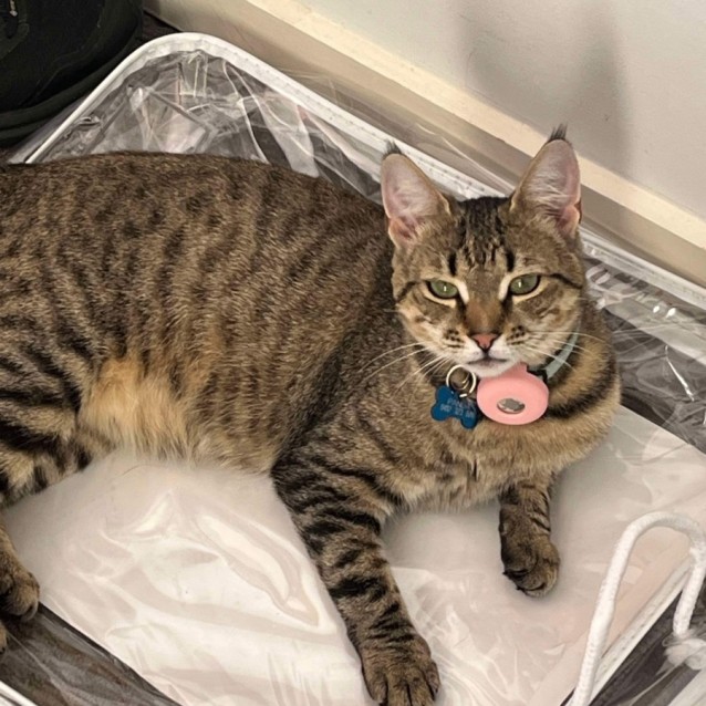 Photo of Sweet Heart