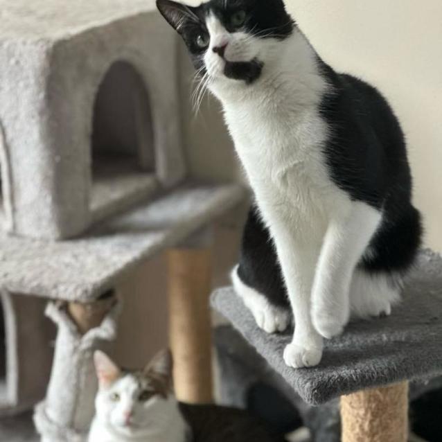 Photo of Mickey 🐈‍⬛