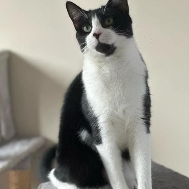 Photo of Mickey 🐈‍⬛