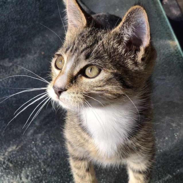Tigerlily - Female Domestic Short Hair (DSH) Cat in VIC - PetRescue