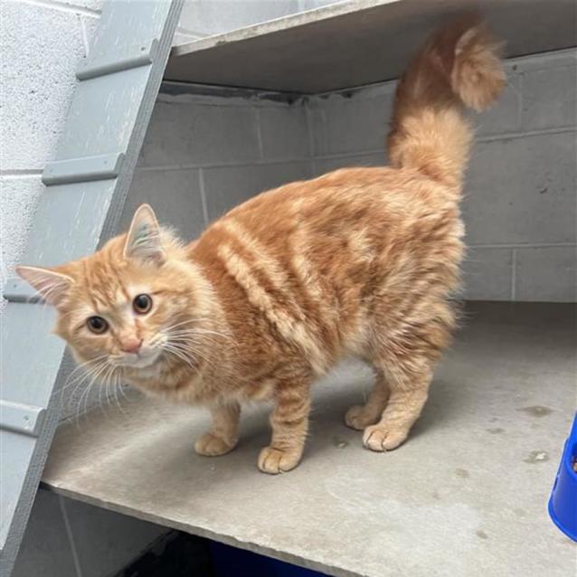 Marmalade - Male Domestic Medium Hair (DMH) Cat in VIC - PetRescue