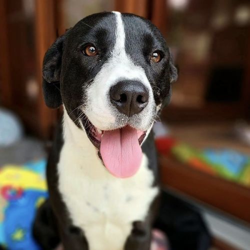 Miss Bella 